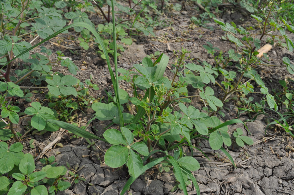 Cleome gynandra